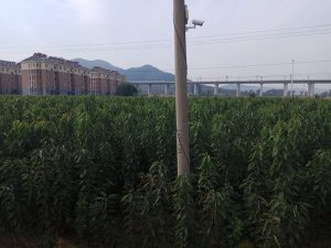 大樱桃树苗B20