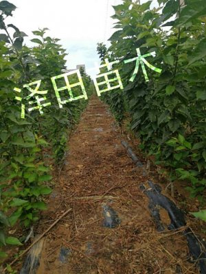 大樱桃苗